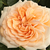 Ružičasta - Engleska ruža - Ausjolly